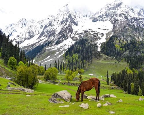 Kashmir Best 6 Days Tour Package Summer