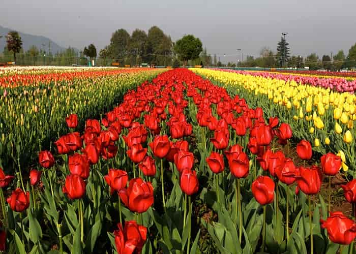 Tulip Garden in Srinagar | Most Popular Garden in Kashmir